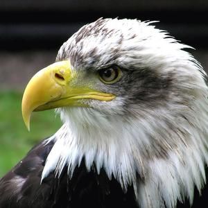 Meet your Posher, Adrian